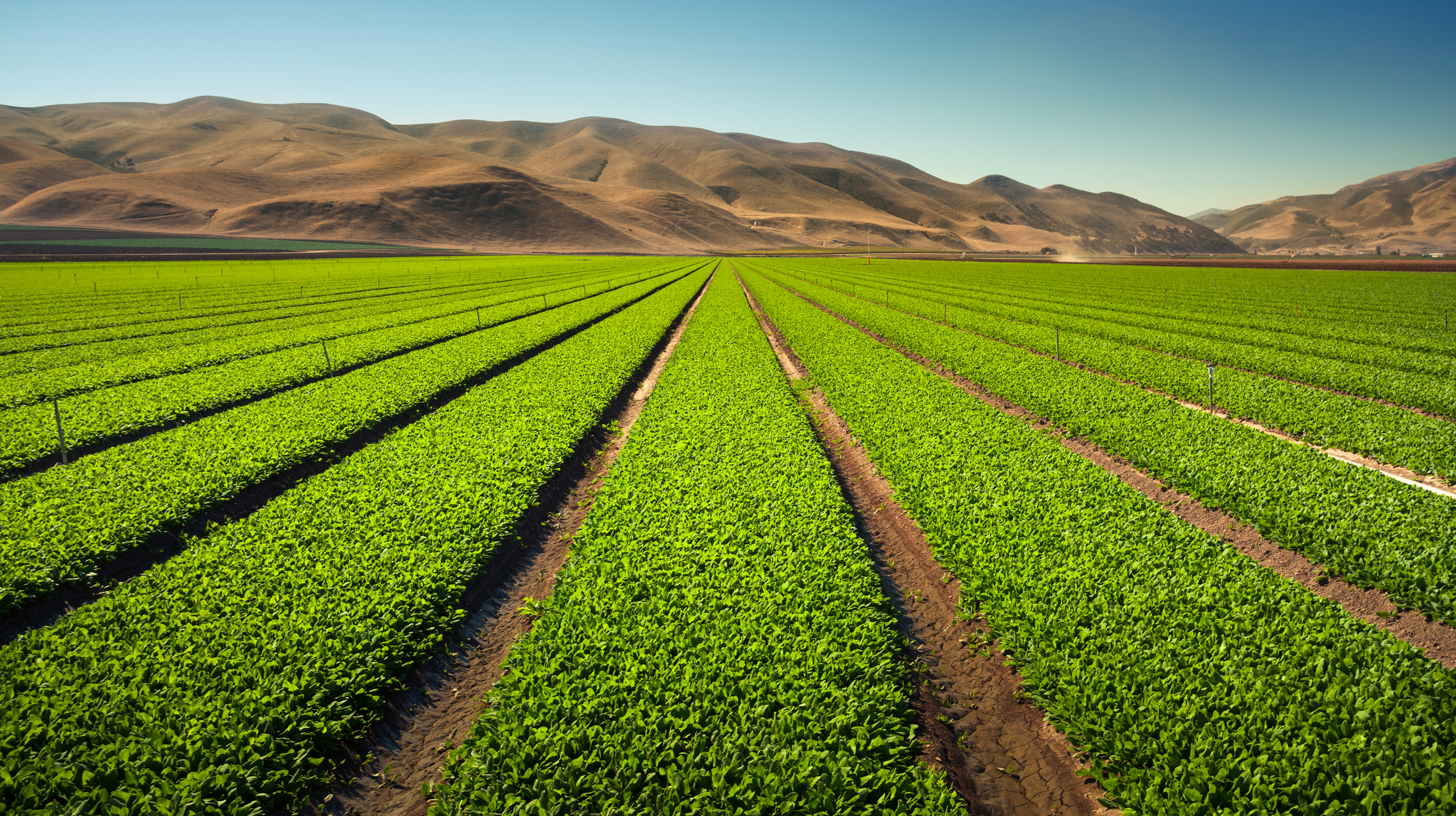 Image of farm field with plants growing