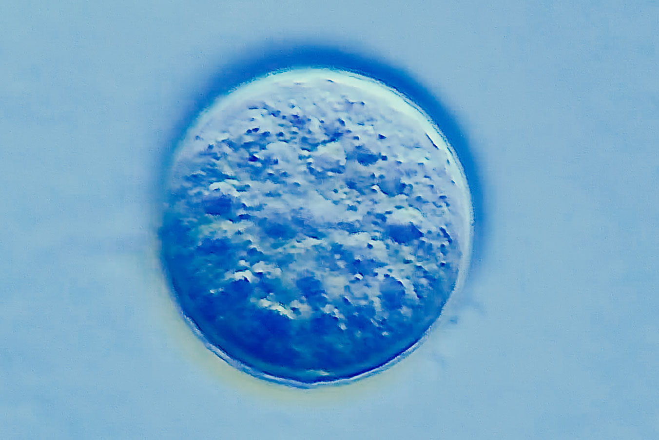 Close up image in microscope