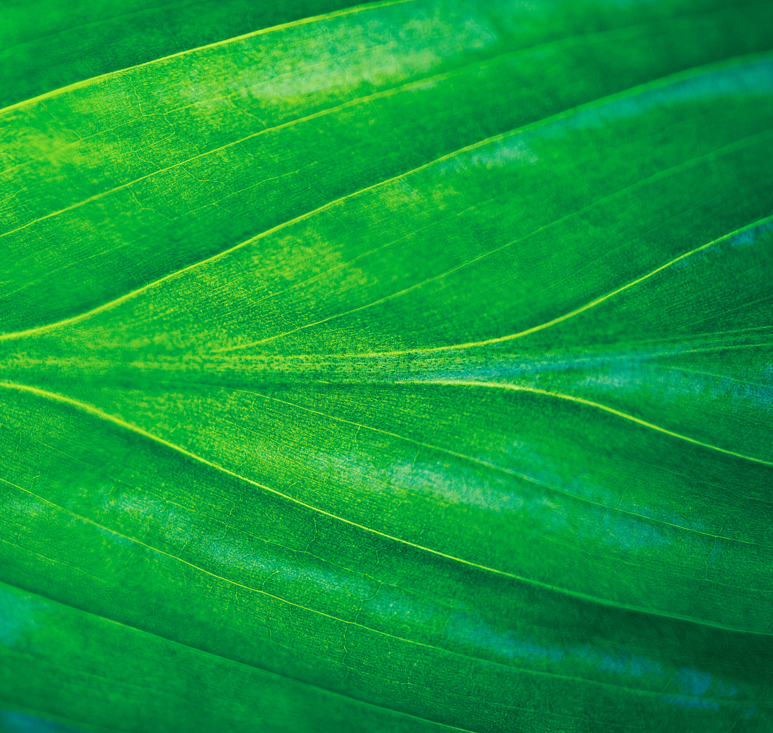 Close up image of a leaf